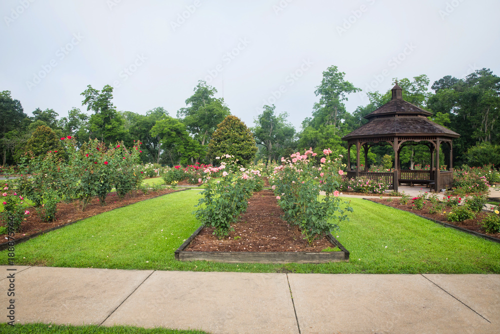 Rows of Roses and Gazebo