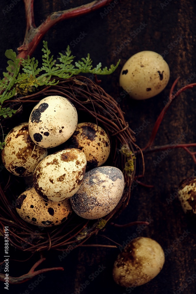 Fresh Quail eggs in a nest / Easter background, selective focus