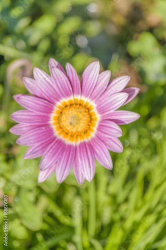 Violet Daisy Flowers Background