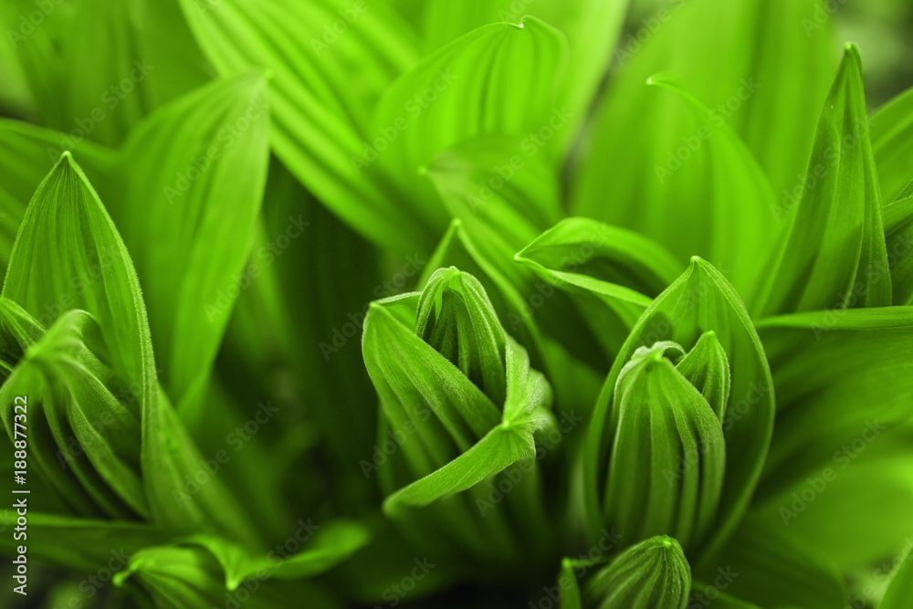 Fresh green leaves in spring forest. Fresh green leaves in spring forest.