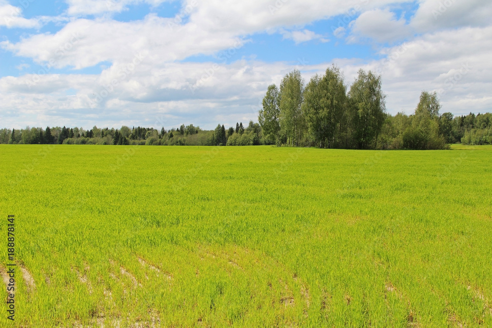Field of green grass and blue sky in summer day. Forest edge. Field of green grass and blue sky in summer day. Forest edge.