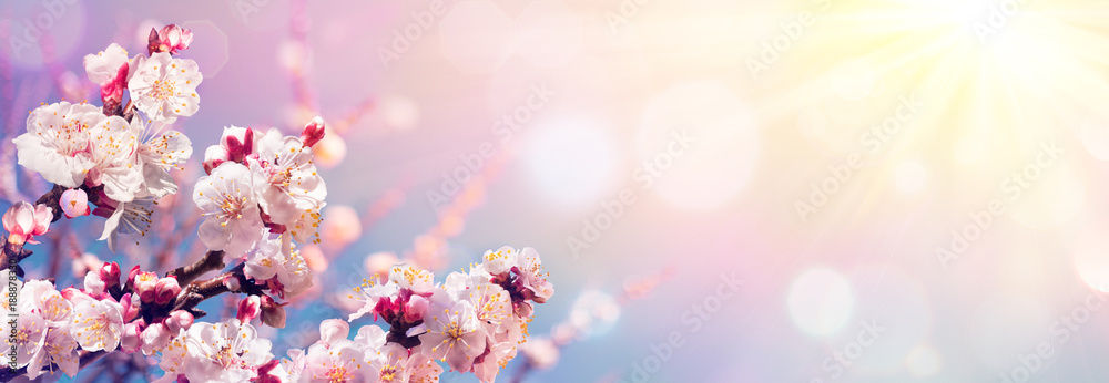 Pink Blossoms Against Sky At Sunrise - Spring Blooming - obrazy, fototapety, plakaty 