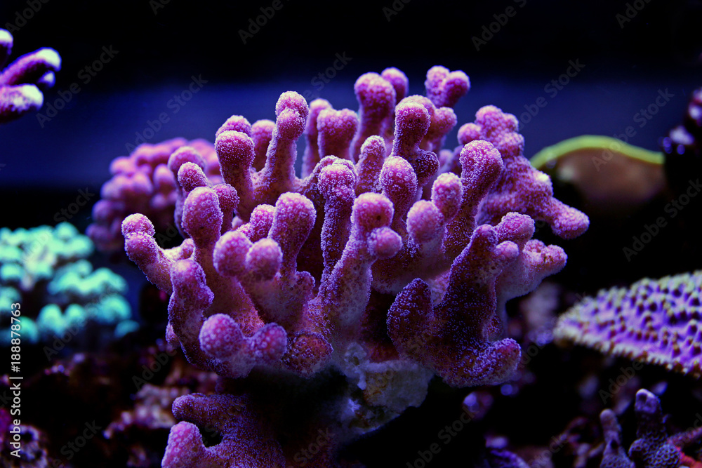 Fototapeta premium Duży koralowiec kamienny - Stylophora sp.