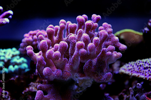 Large stony coral - Stylophora sp.