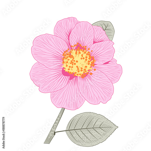 Pink camellia japonica semi double form flower