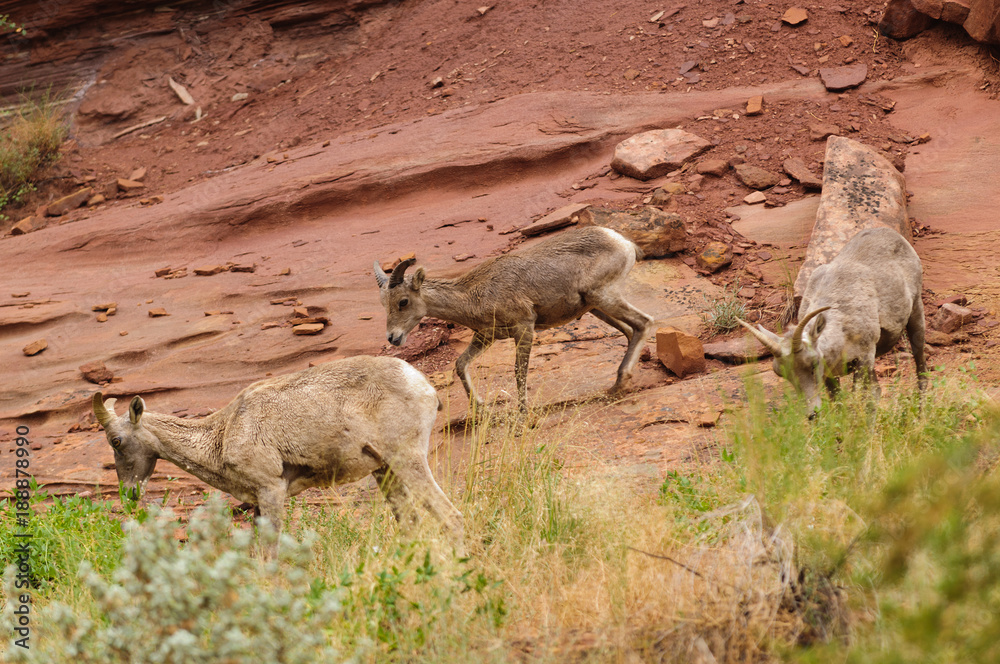 Fototapeta premium Rocky Mountain sheep in Cedar breaks National Park, utah