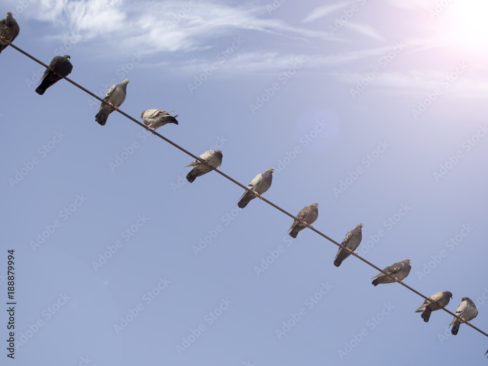 pigeons and blue sky lined up on electrical tile pigeons and blue sky lined up on electrical tile