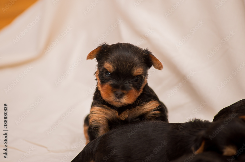 One month Yorkshire terrier puppy One month Yorkshire terrier puppy