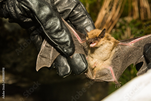 A wildlife biologist checking the wings of a Big Brown Bat for signs of White-nose Syndrome.