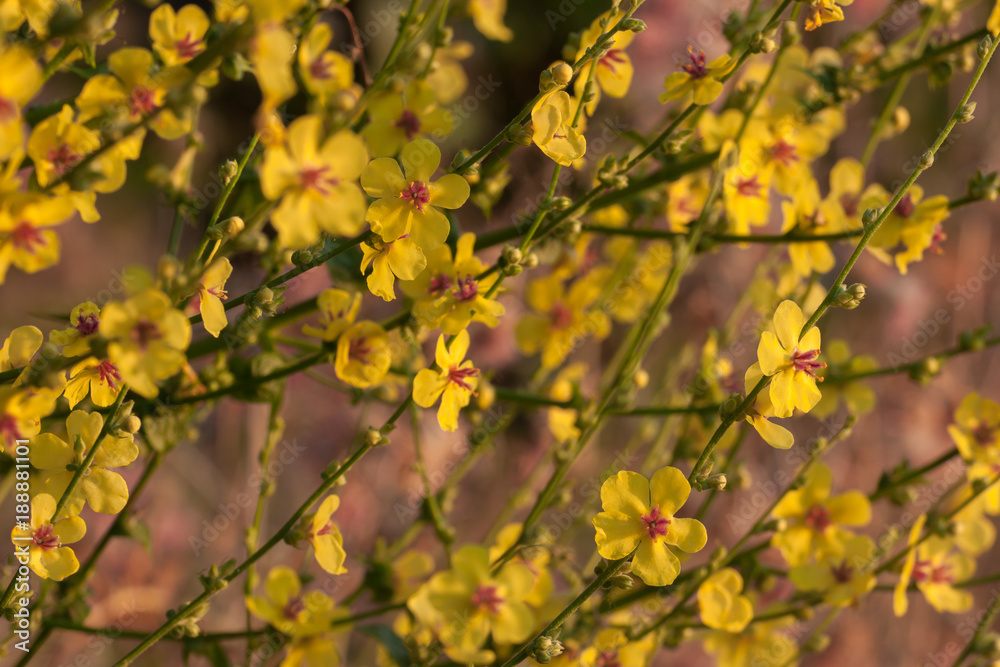 Yellow summer flowers. Concept for background with natural wildflowers.	