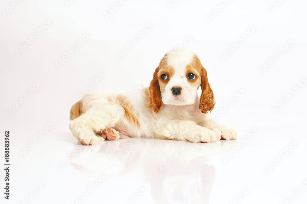 White and red American Cocker Spaniel puppy lying indoors on a white background