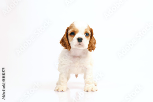 White and red American Cocker Spaniel puppy staying indoors on a white background