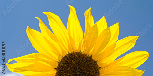 Sunflower Against the Sky