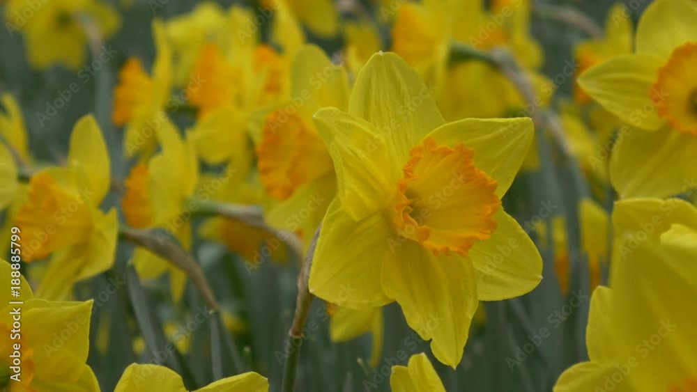 Wild Mountain Daffodils Wild Mountain Daffodils