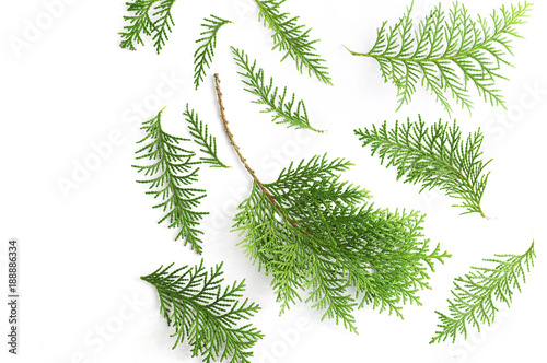 a twig of cypress on a white background photo