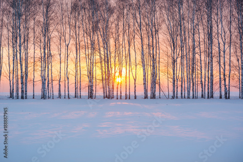 Charming winter sunset in the winter forest