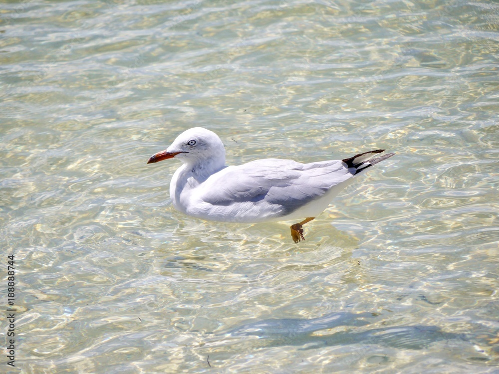 An isolated young seagull bird swimming and resting on crystal clear transparent sea water surface on a sunny summer day. Geelong, VIC Australia. An isolated young seagull bird swimming and resting on crystal clear transparent sea water surface on a sunny summer day. Geelong, VIC Australia.