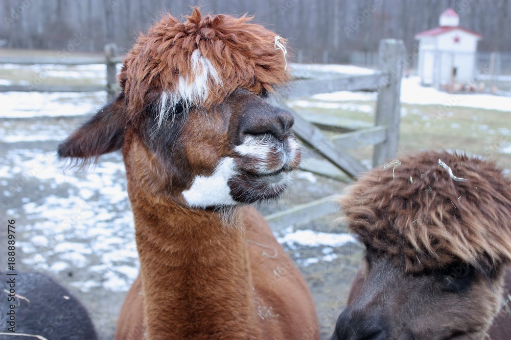 Obraz premium CUTE BROWN ALPACAS