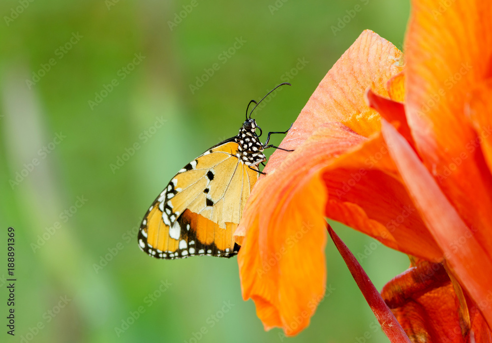 Obraz premium Butterfly plain tiger