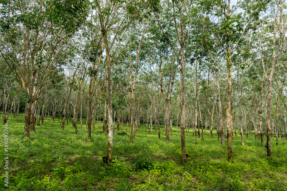 Fototapeta premium Natural view of rubber plantation from Malaysia