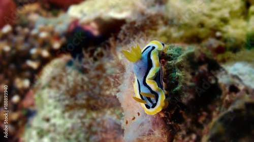 Chromodoris Elisabethina nudibranch is a species of colorful sea slug, WAKATOBI, Indonesia photo