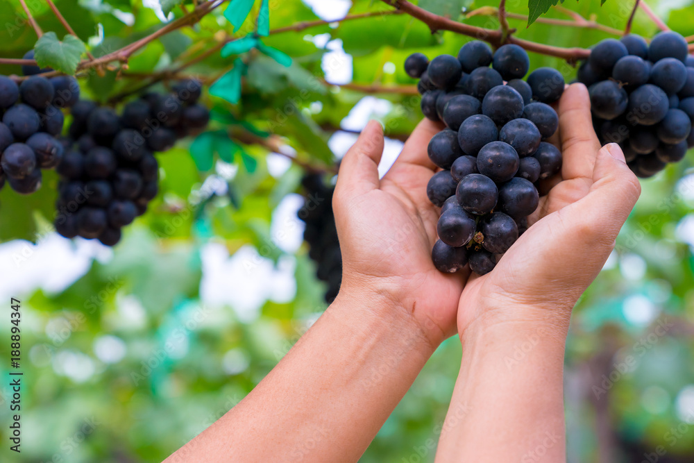 A woman hand holding a bunch of black grapes for making wine in Thailand. Fresh grapes that have not yet ripened. Green, Red and Black grapes, waiting to be taken to making wine.