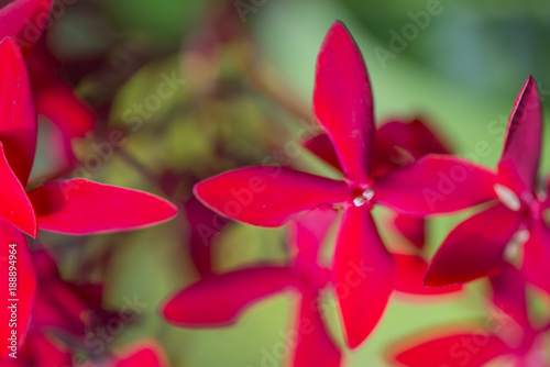 Close up Red Ixolar on street side.