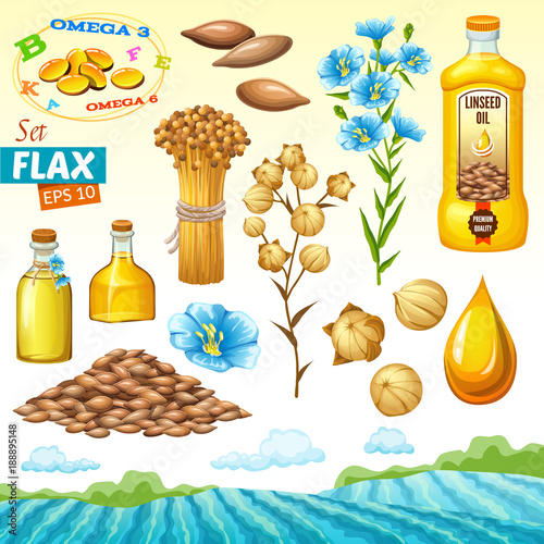 Set linseed oil, flax field, seeds and flowers. Isolated vector illustration.