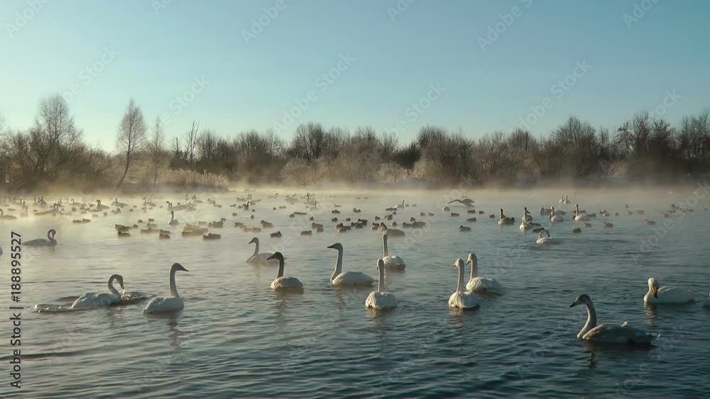 Swans on lake in the morning mist at early morning Swans on lake in the morning mist at early morning
