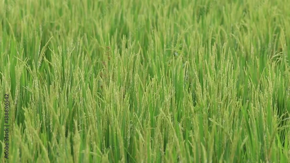 Green field with rice stalks swaying in the wind blows. Ubud, island Bali, Indonesia. Close up Green field with rice stalks swaying in the wind blows. Ubud, island Bali, Indonesia. Close up