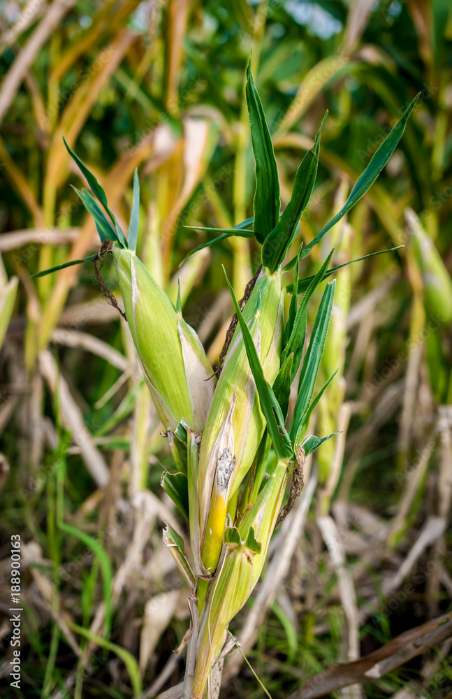 Corn in a corn field ready for harvest Corn in a corn field ready for harvest