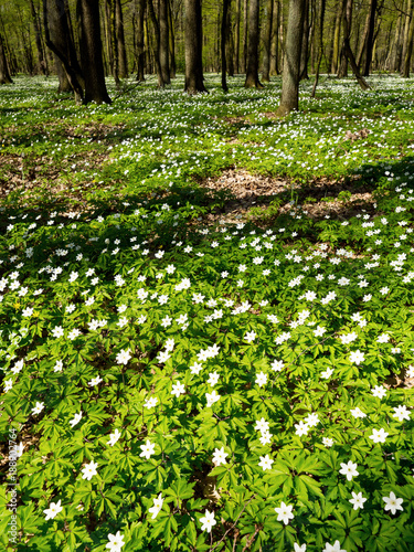 Fototapeta Naklejka Na Ścianę i Meble -  W wiosennym lesie zakwitają łany zawilców gajowych