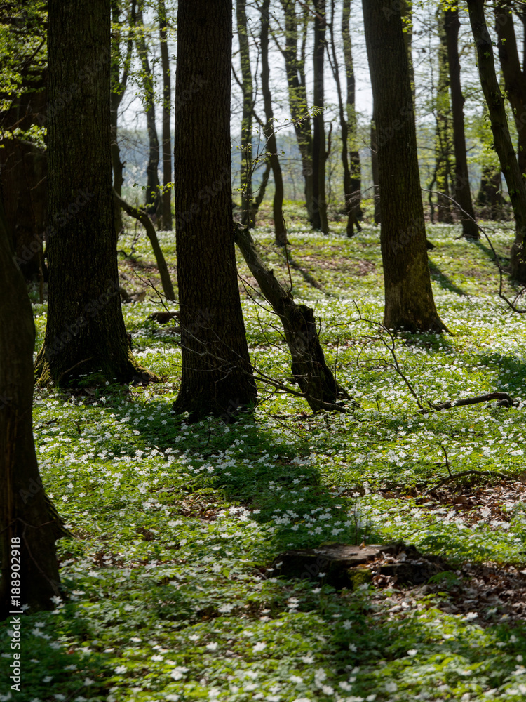 Naklejka premium W wiosennym lesie zakwitają łany zawilców gajowych