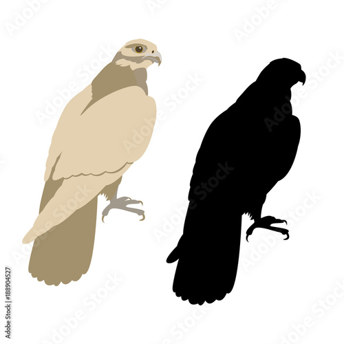 eagle  black silhouettevector illustration flat style profile