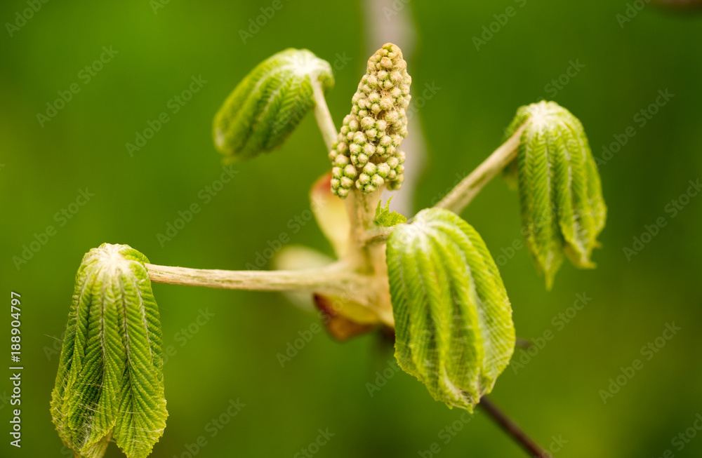 kidney with leaves on a chestnut tree in spring kidney with leaves on a chestnut tree in spring