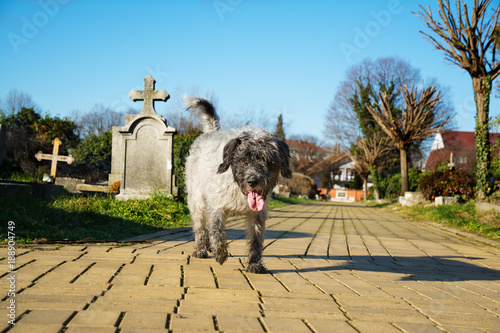 Fototapeta Naklejka Na Ścianę i Meble -  Beautiful dog is trotting on a sunny day towards the camera along a cemetery avenue made of yellow bricks. In a blurry background, there are visible tombstones and naked tree branches.