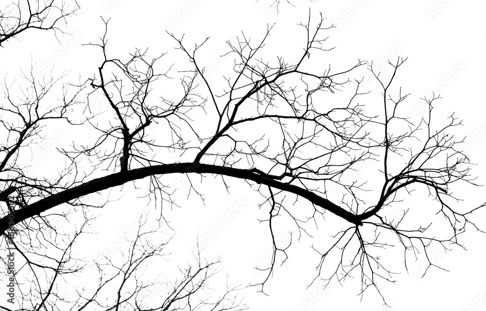 Naked tree branches on a white background Naked tree branches on a white background