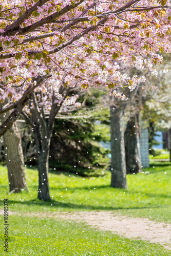 桜の花 / 春の出発イメージ