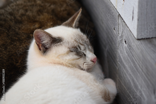 可愛い猫