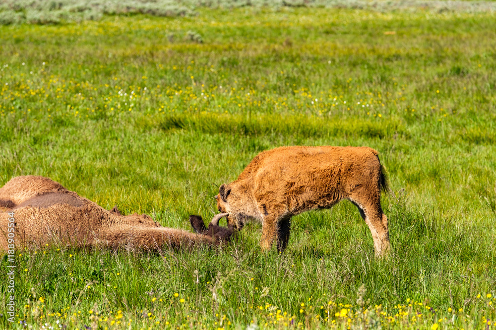 Fototapeta premium American bison family in Yellowstone