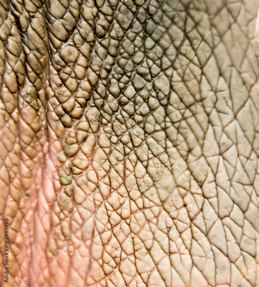 Hippo skin as an abstract background Hippo skin as an abstract background