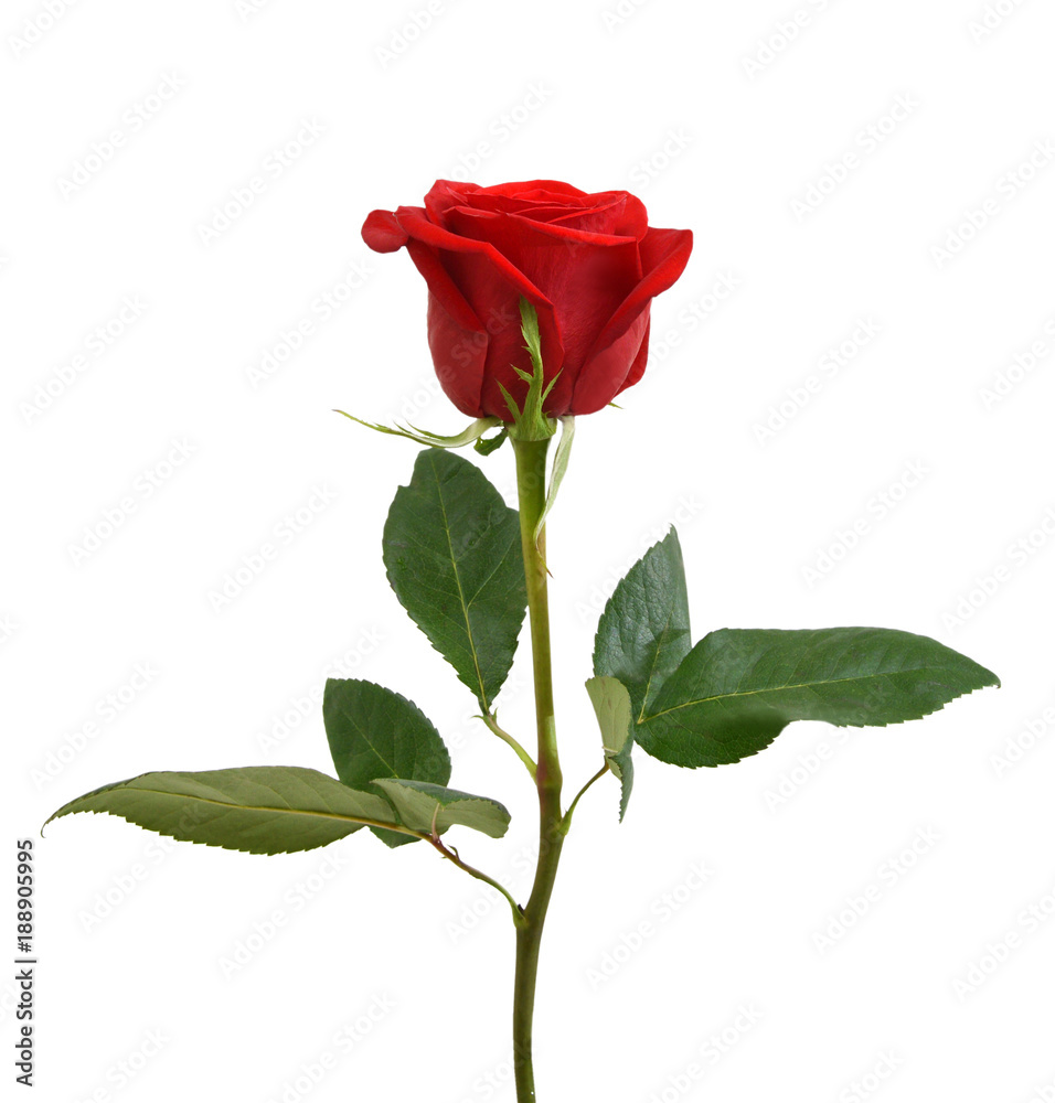Obraz premium Rose