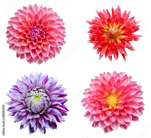 Papier peint colection dahlia flowers isolated on white background