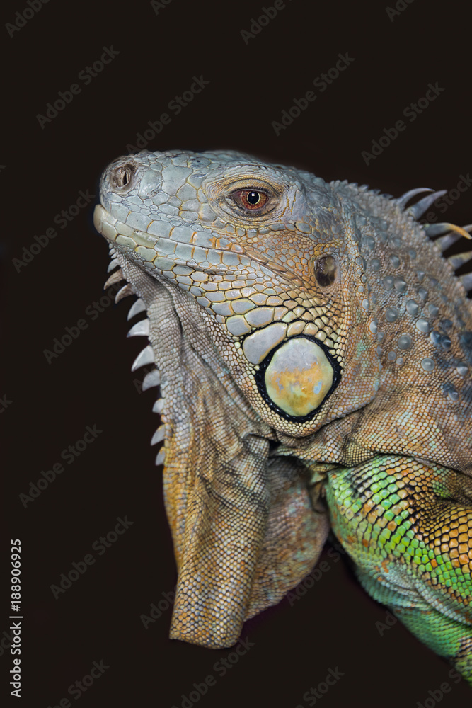 Fototapeta premium very close upright portrait photograph of the head of a iguana against a dark background 
