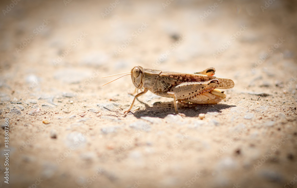 Grasshopper sits on the ground in wildlife Grasshopper sits on the ground in wildlife