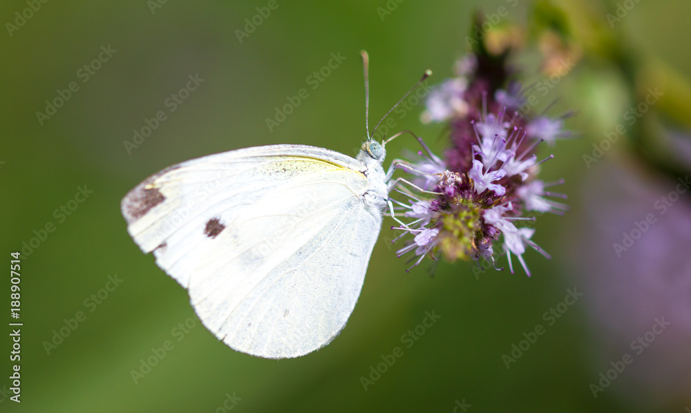 Beautiful butterfly in the wild on a plant Beautiful butterfly in the wild on a plant