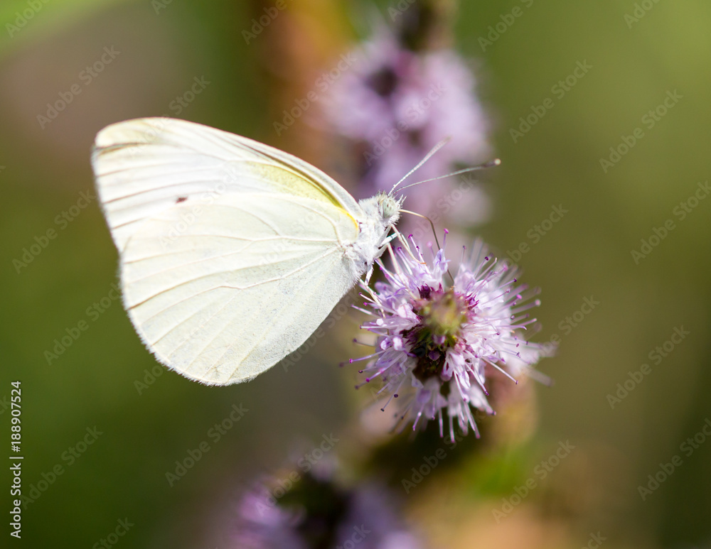 Beautiful butterfly in the wild on a plant Beautiful butterfly in the wild on a plant
