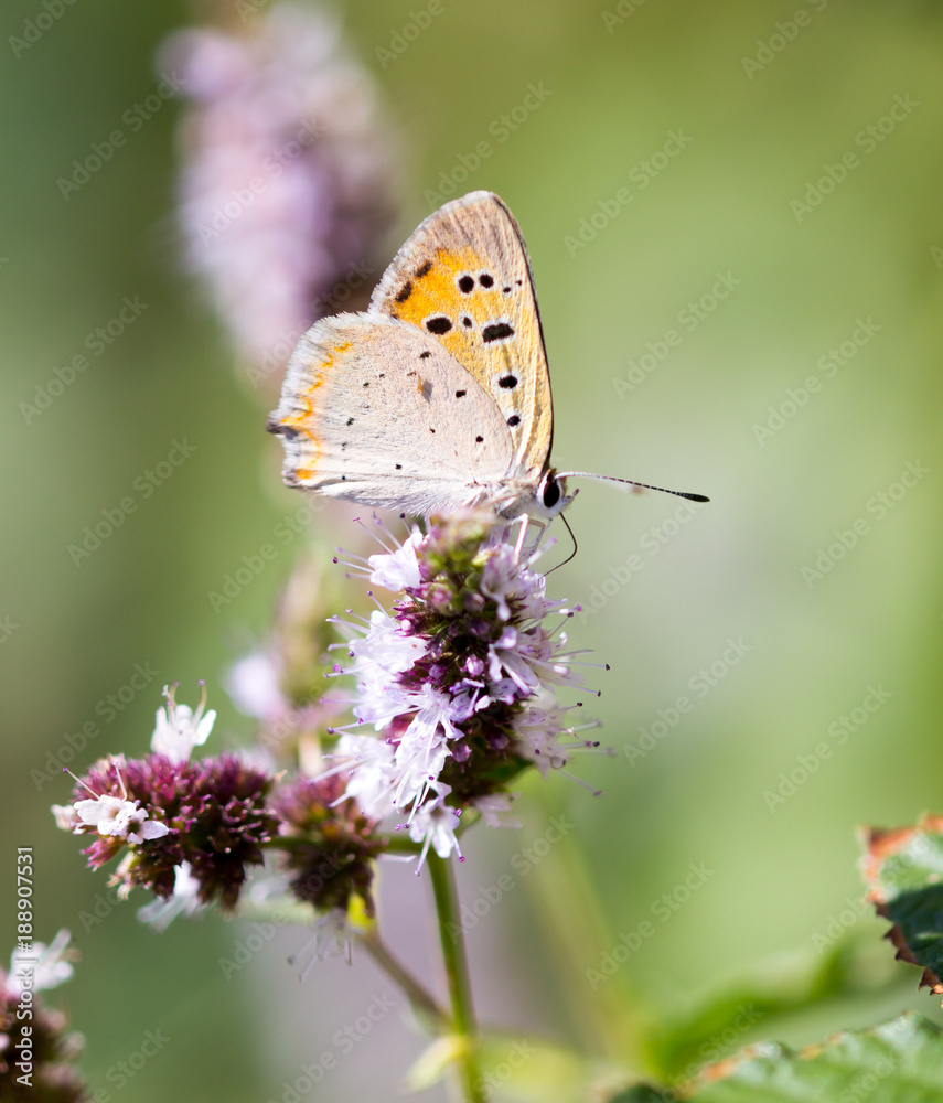 Beautiful butterfly in the wild on a plant Beautiful butterfly in the wild on a plant