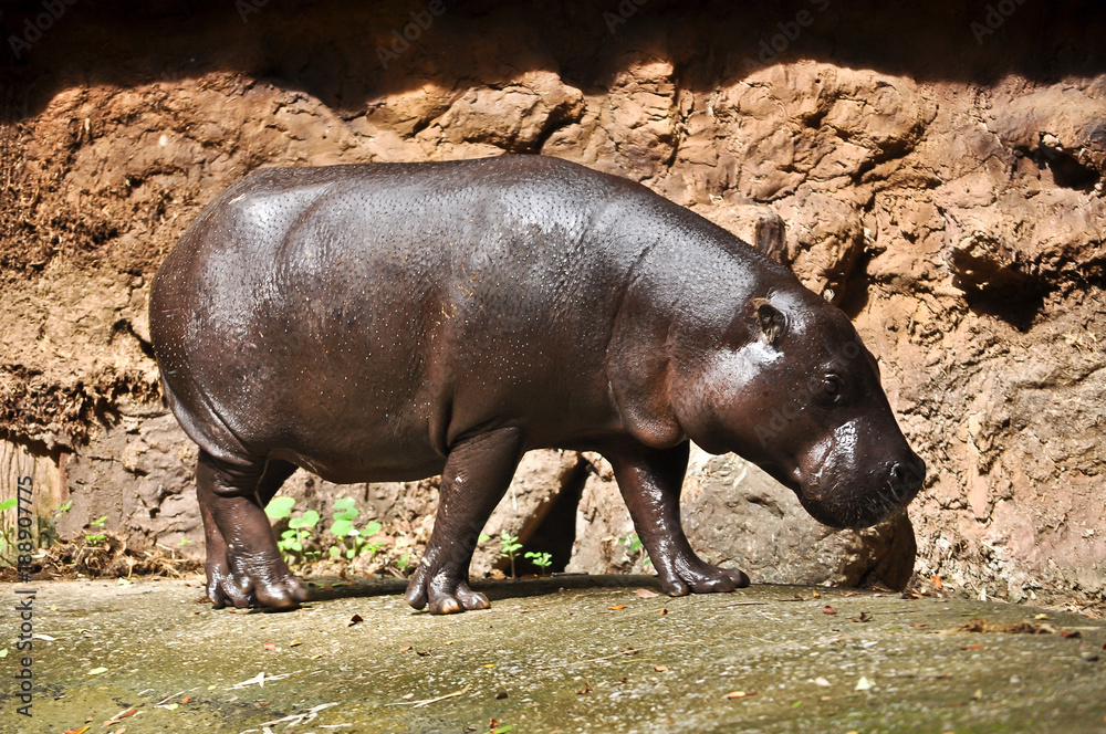 pygmy hippo pygmy hippo