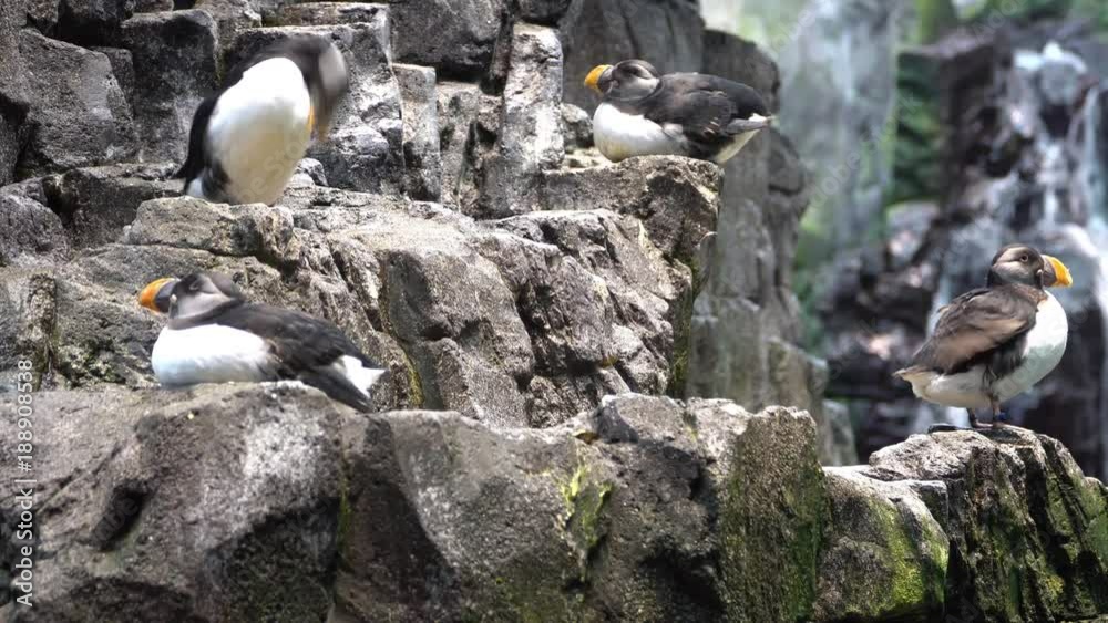 Atlantic Puffins. The Atlantic puffin has been hunted by man for ...